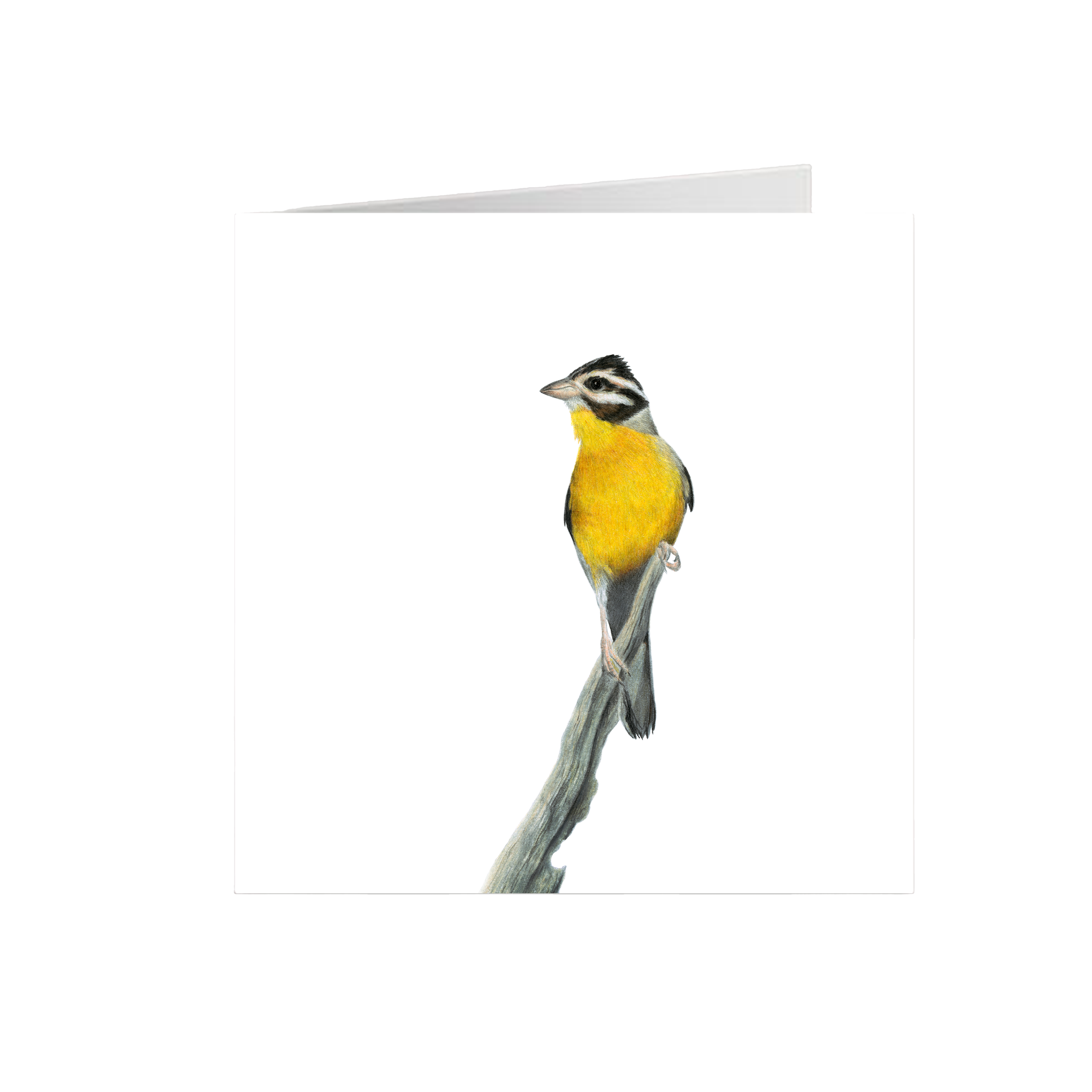 Golden Breasted Bunting Greeting Card - GBB