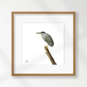 Green Backed Heron - GBH