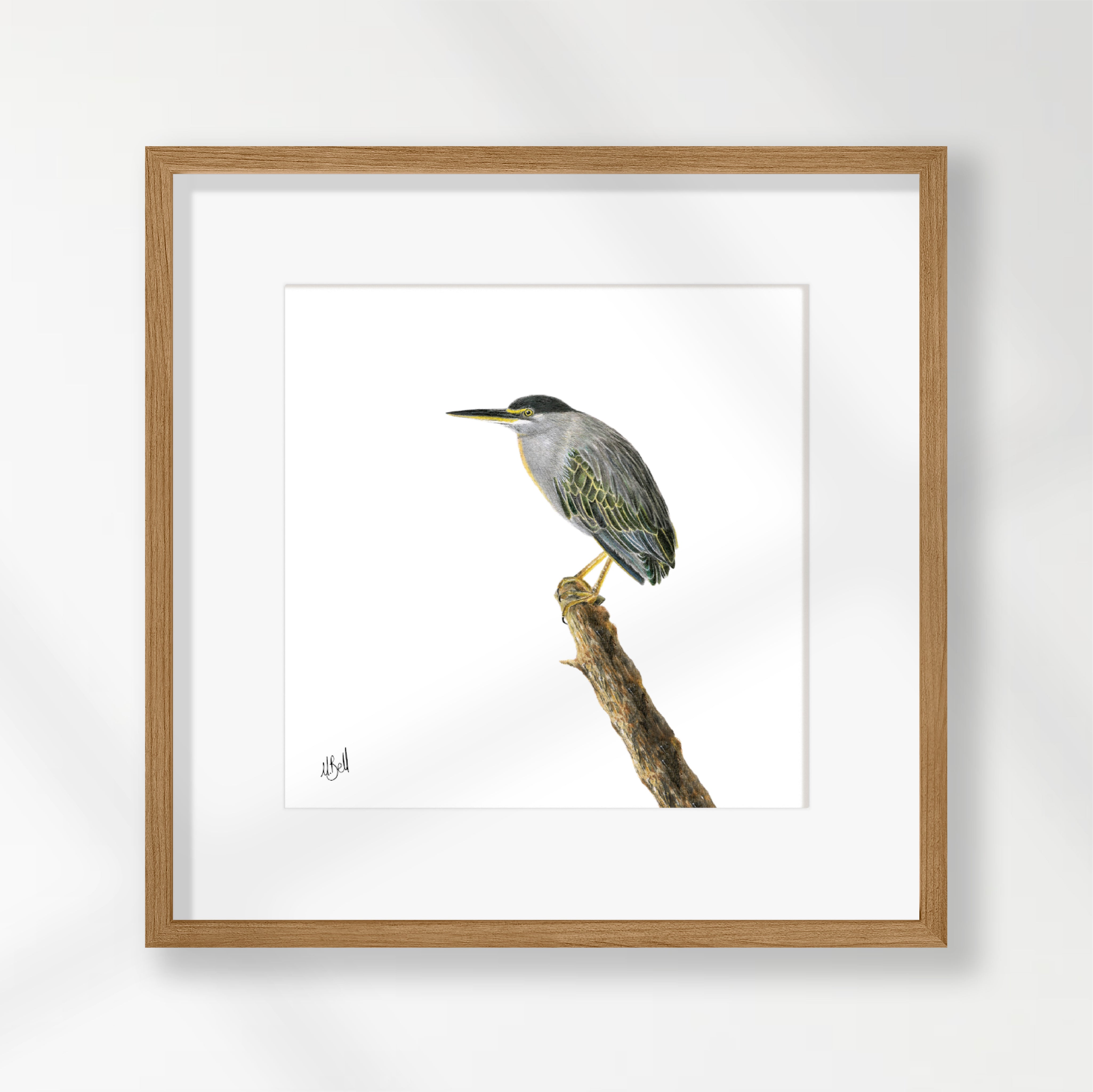 Green Backed Heron - GBH