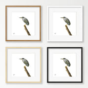 Green Backed Heron - GBH