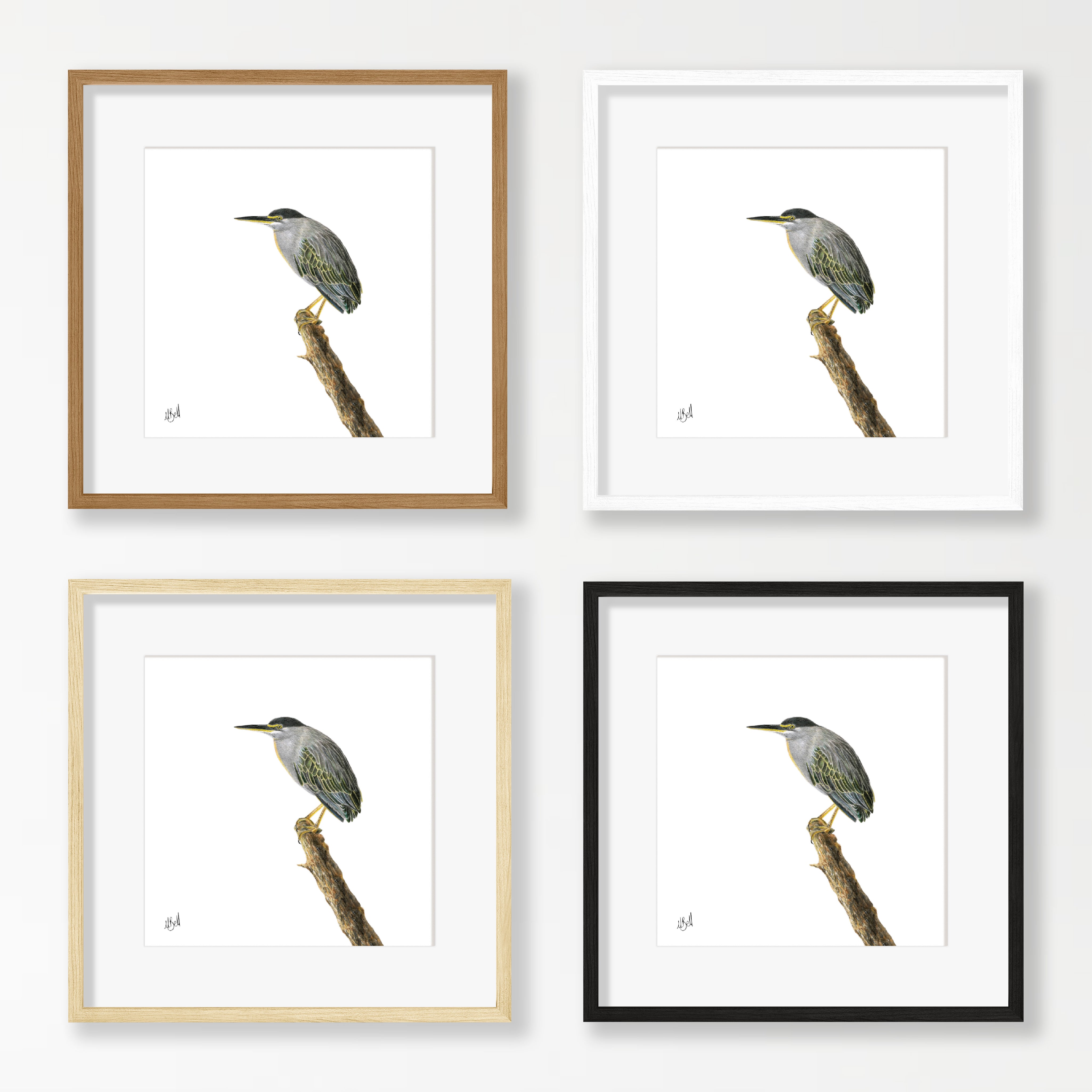 Green Backed Heron - GBH