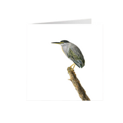 Green Backed Heron Greeting Card - GBH