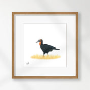 Ground Hornbill - GHB2