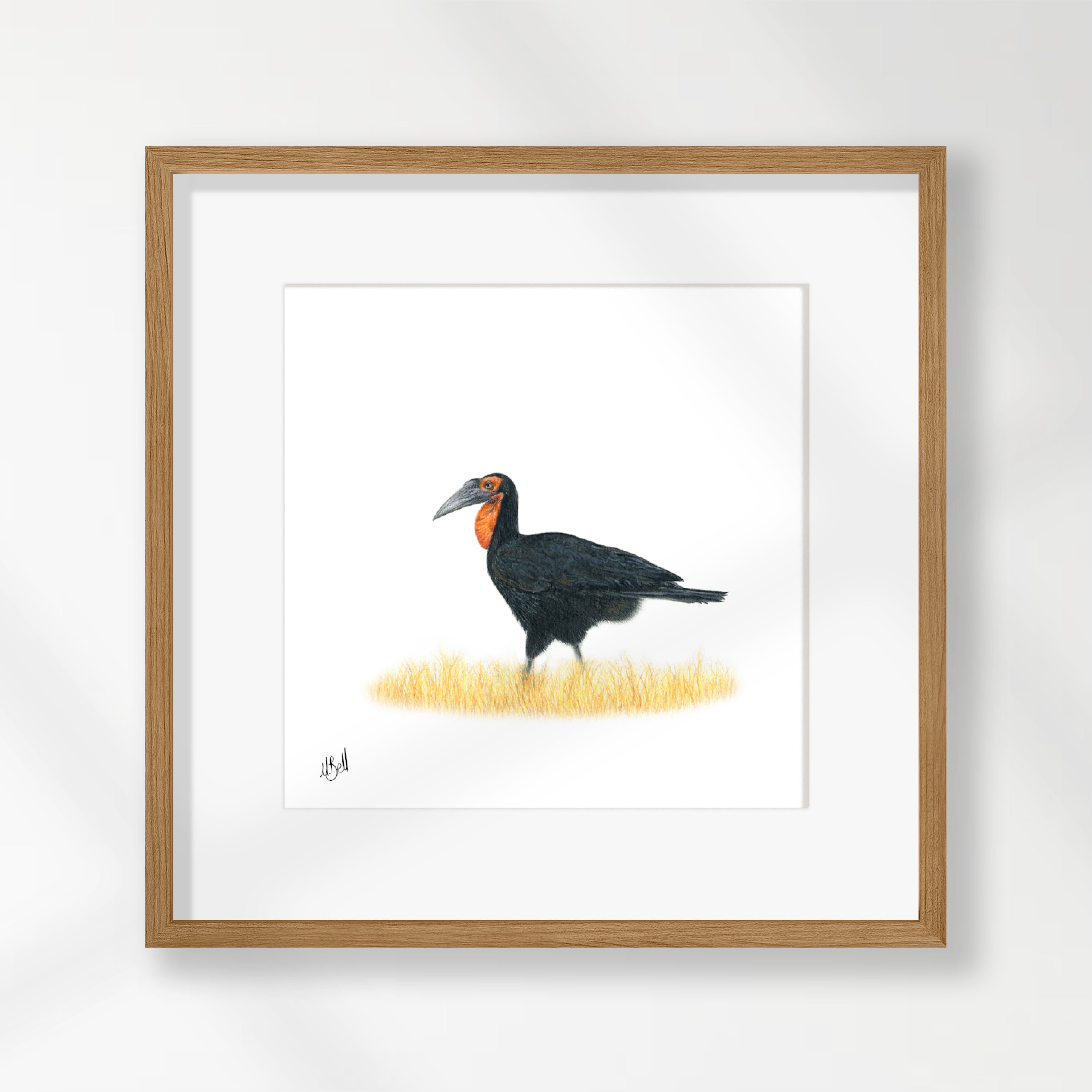 Ground Hornbill - GHB2
