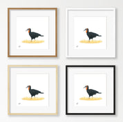 Ground Hornbill - GHB2