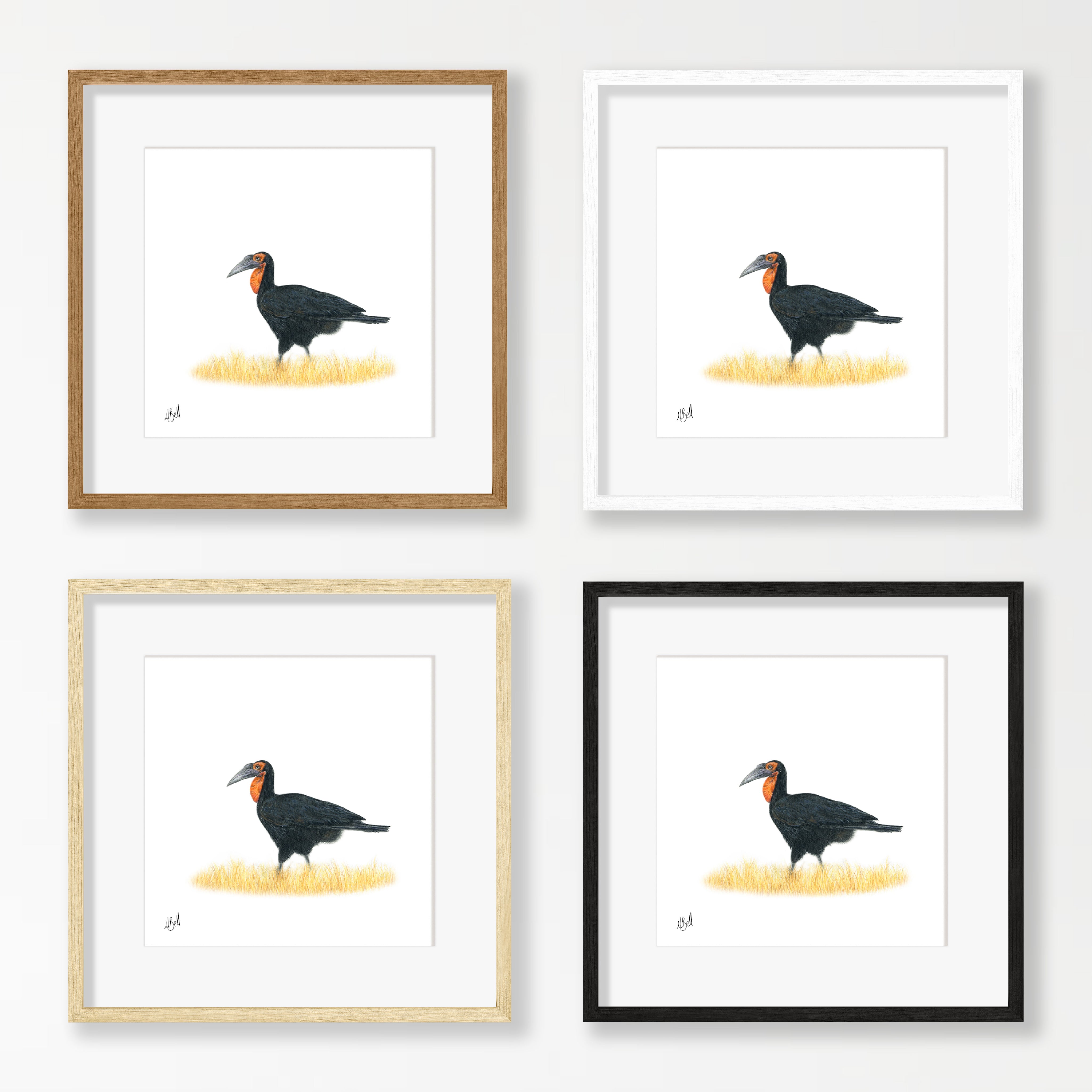 Ground Hornbill - GHB2