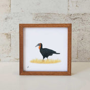 Ground Hornbill - GHB2