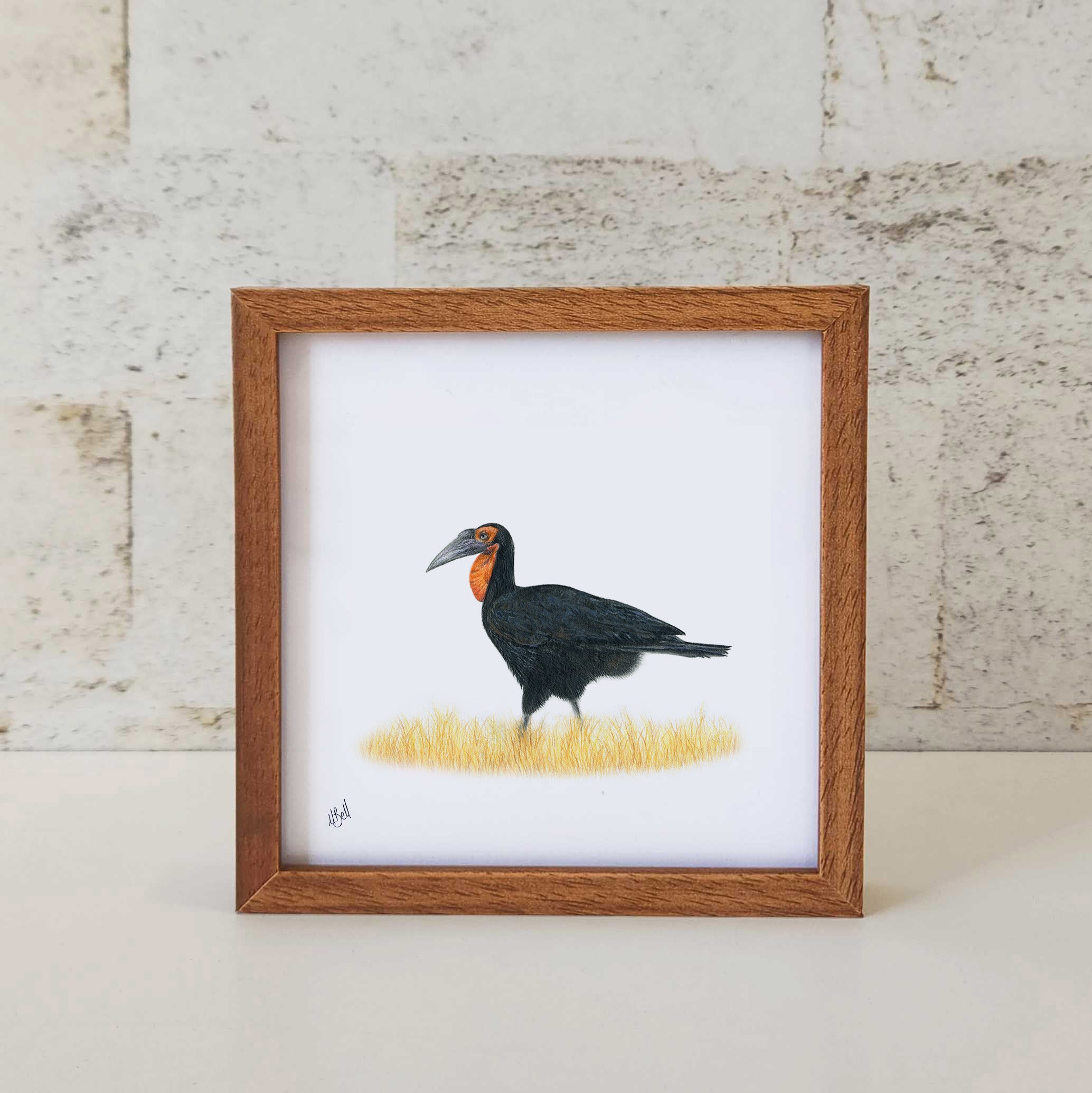 Ground Hornbill - GHB2