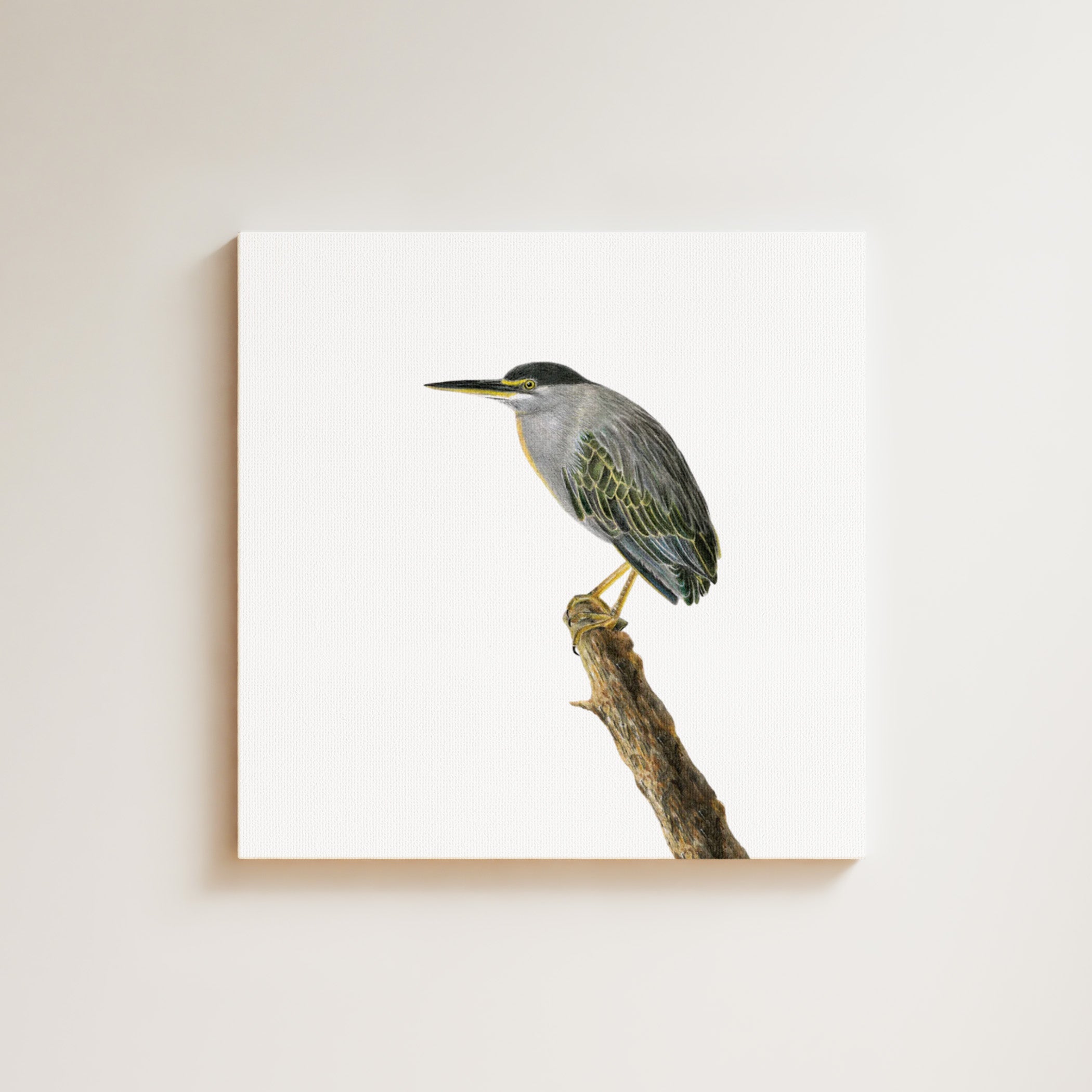 Green Backed Heron drawing on canvas by South African wildlife artist Matthew Bell
