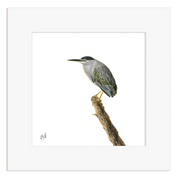 Green Backed Heron - GBH