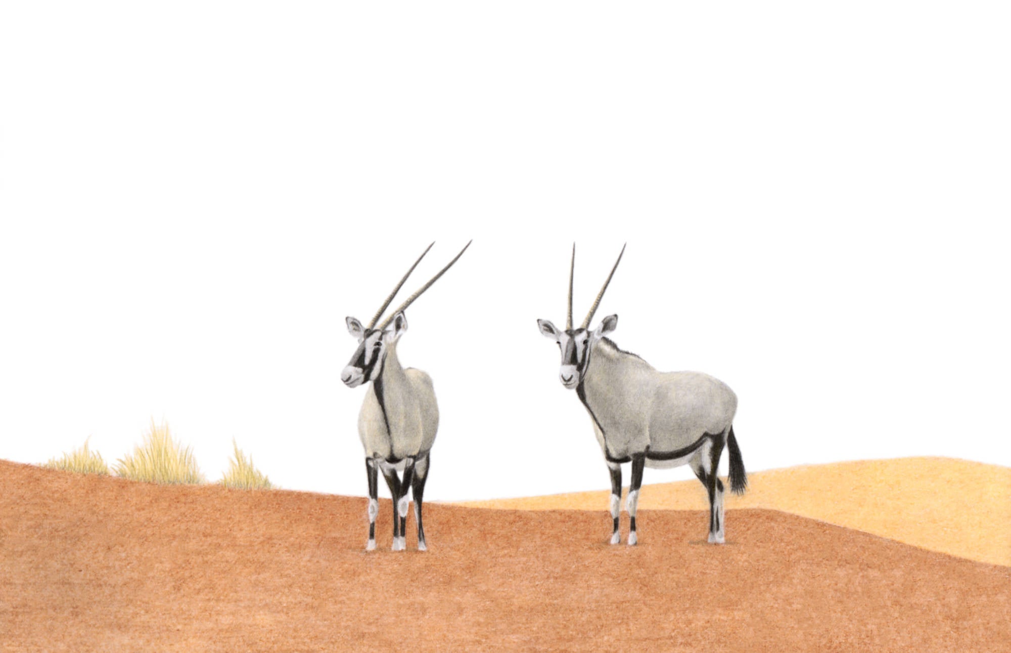 Gemsbok in Namibia pencil art drawing print