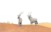 Gemsbok in the desert in Namibia original pencil drawing by African wildlife artist Matthew Bell