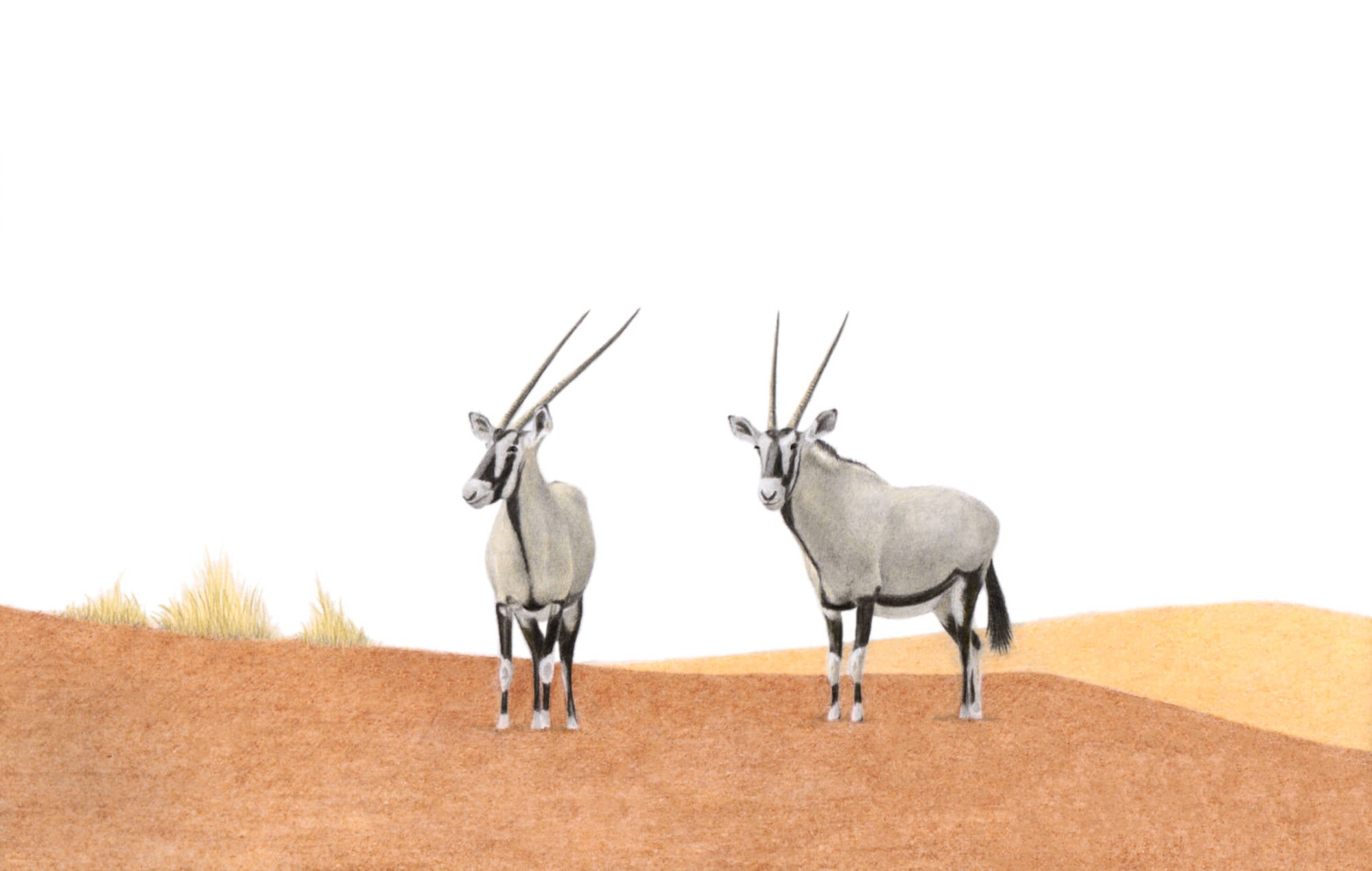 Gemsbok in the desert in Namibia original pencil drawing by African wildlife artist Matthew Bell