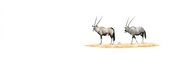 Gemsbok Pair Panorama