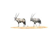 Gemsbok Pair (GBK2) on Canvas