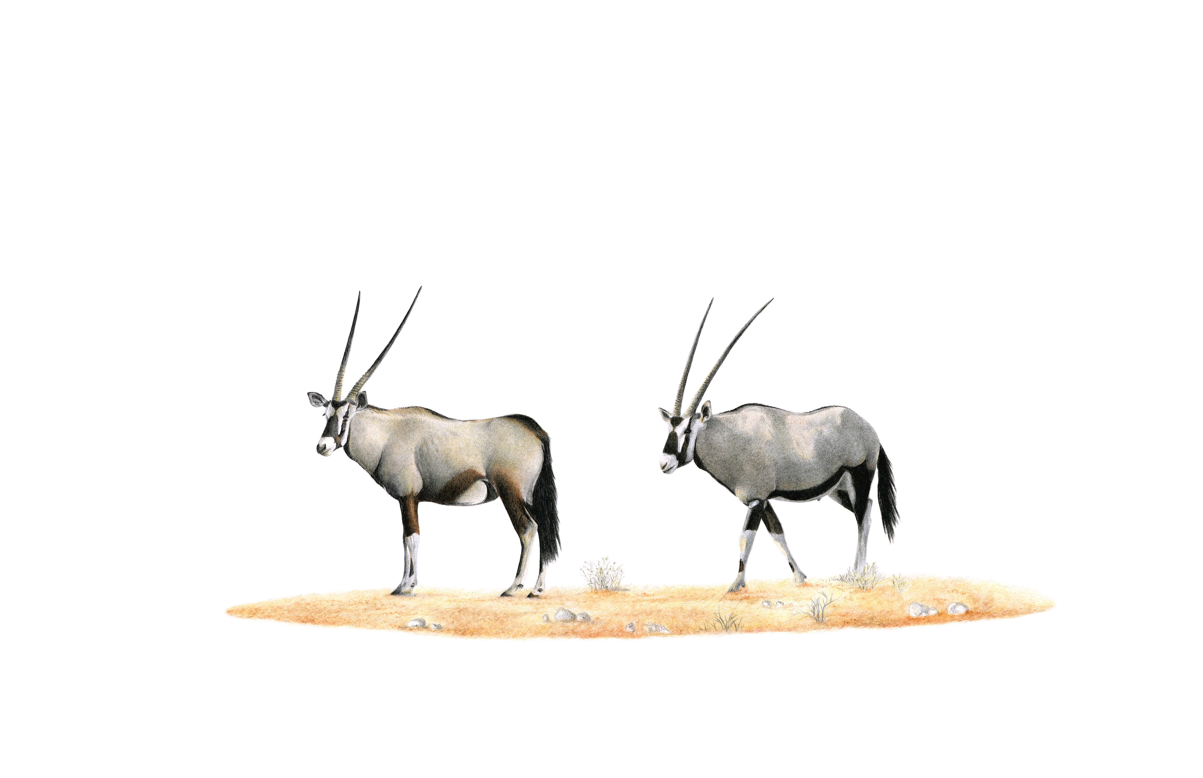 Gemsbok Pair (GBK2) on Canvas