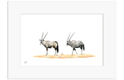 Gemsbok Pair - GBK2