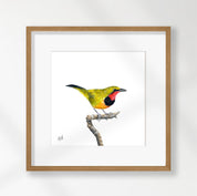 Gorgeous Bush Shrike - GBS