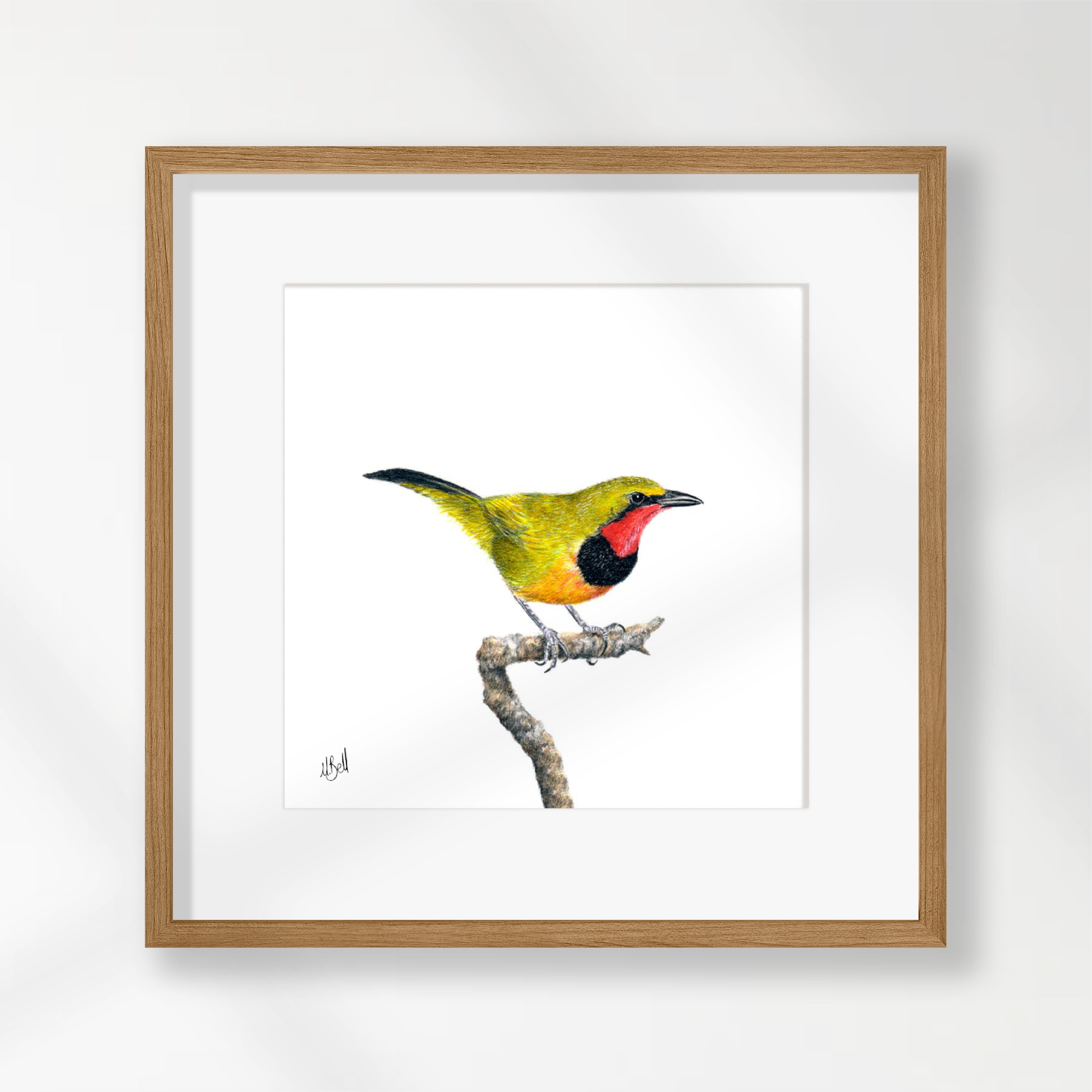 Gorgeous Bush Shrike - GBS