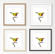 Gorgeous Bush Shrike - GBS