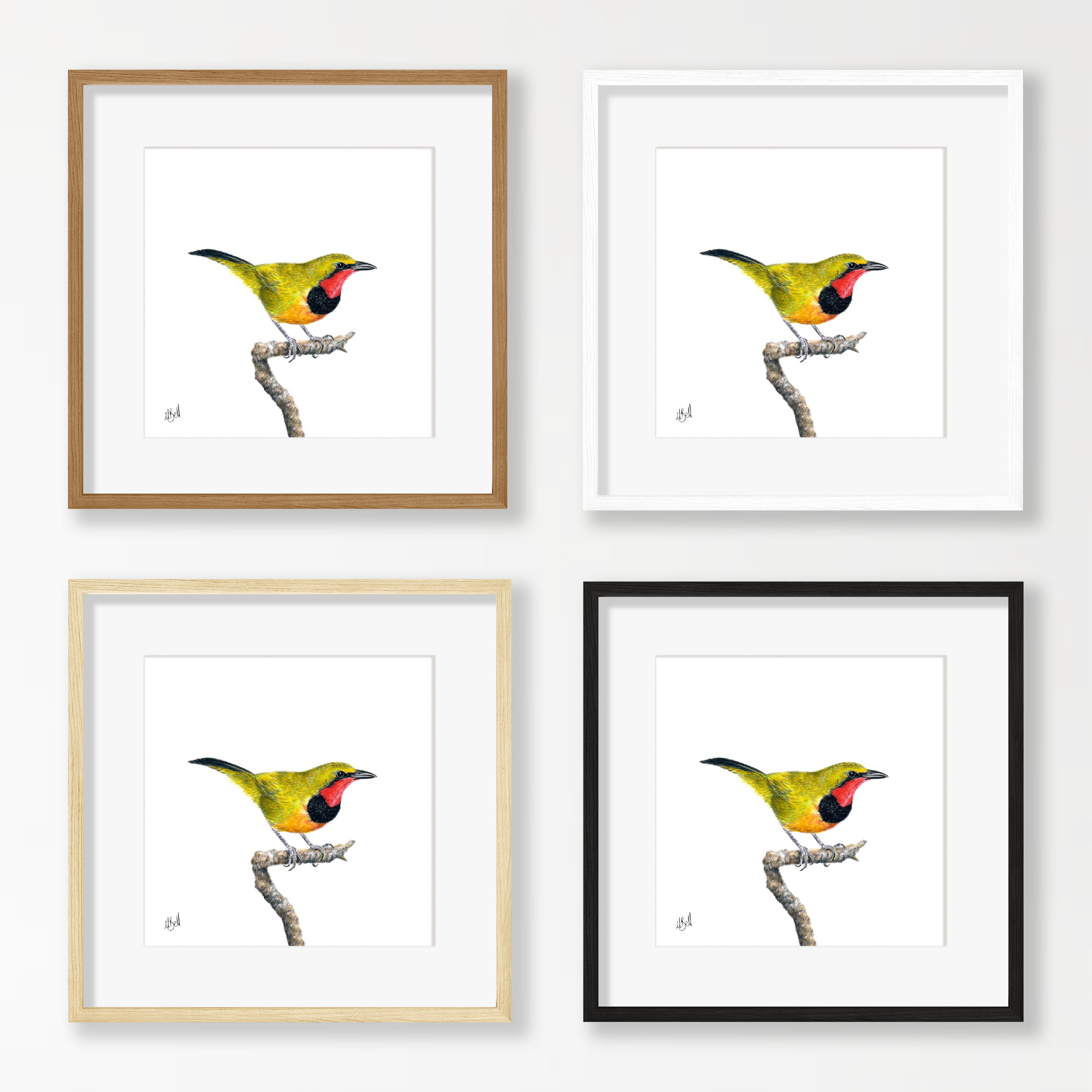 Gorgeous Bush Shrike - GBS