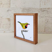 Kiaat wood framed miniature artwork of a Gorgeous Bush Shrike, part of wildlife artist Matthew Bell's birds of South Africa gallery