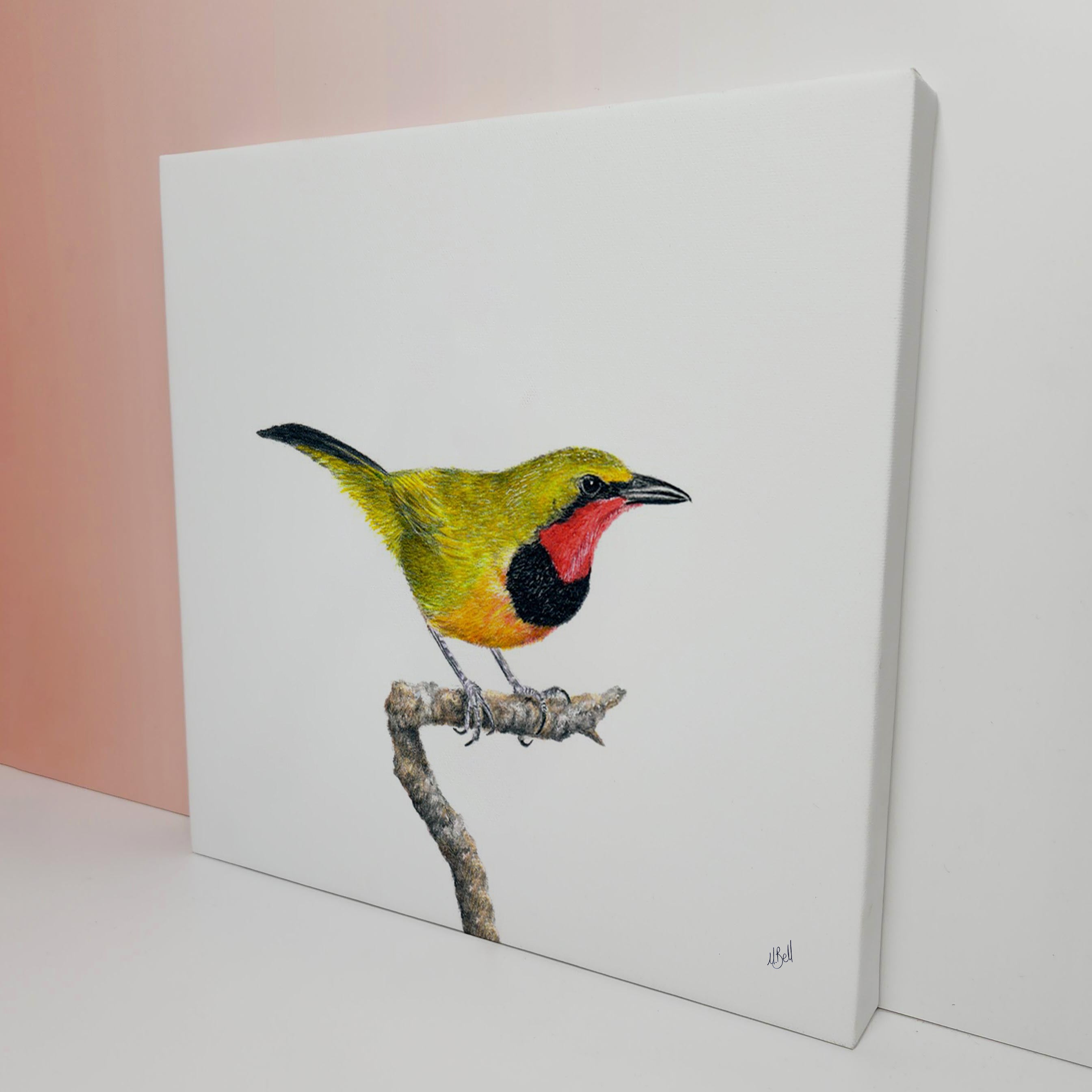 Gorgeous Bush Shrike bird artwork on stretched canvas