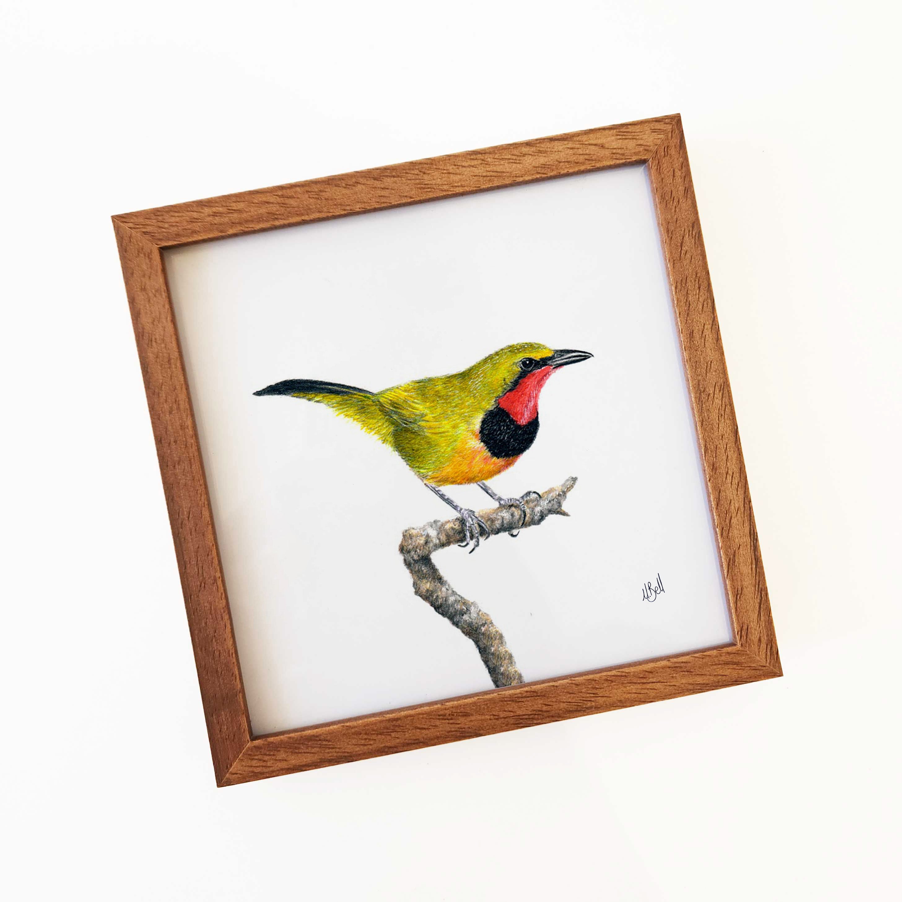 Kiaat wood framed miniature artwork of a Gorgeous Bush Shrike, part of wildlife artist Matthew Bell's birds of South Africa gallery