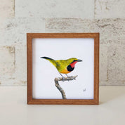 Kiaat wood framed miniature artwork of a Gorgeous Bush Shrike, part of wildlife artist Matthew Bell's birds of South Africa gallery