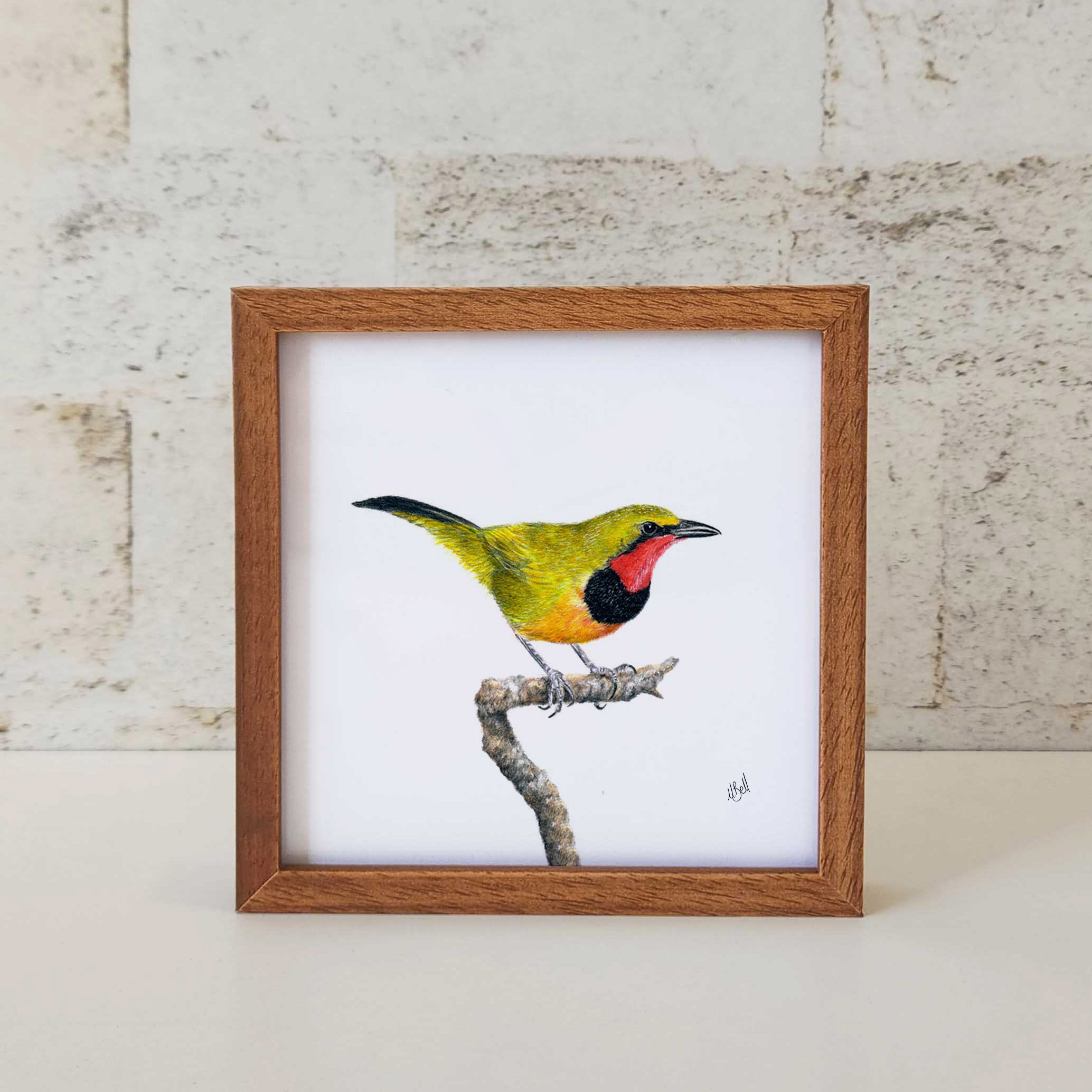 Kiaat wood framed miniature artwork of a Gorgeous Bush Shrike, part of wildlife artist Matthew Bell's birds of South Africa gallery