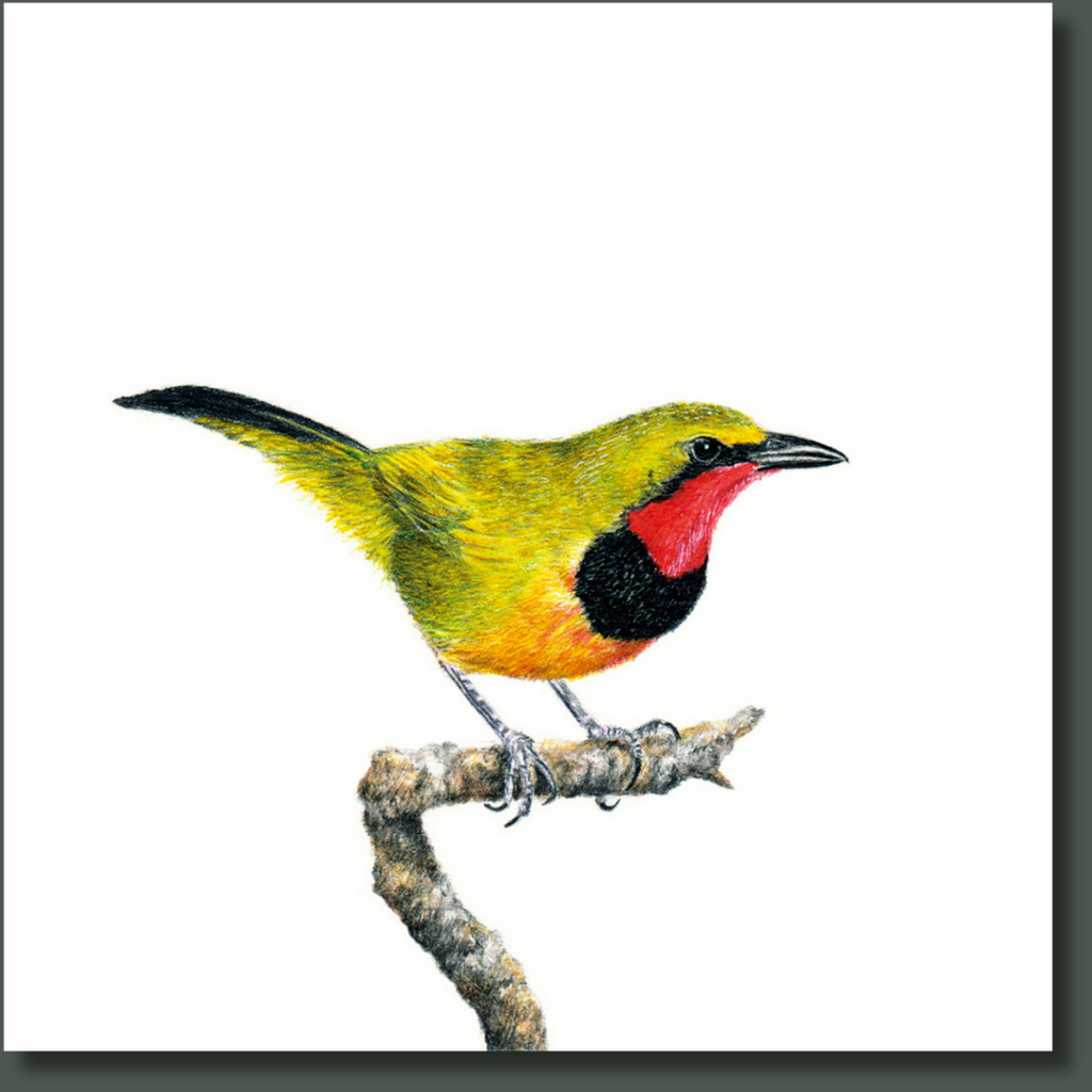 Gorgeous Bush Shrike bird artwork on stretched canvas