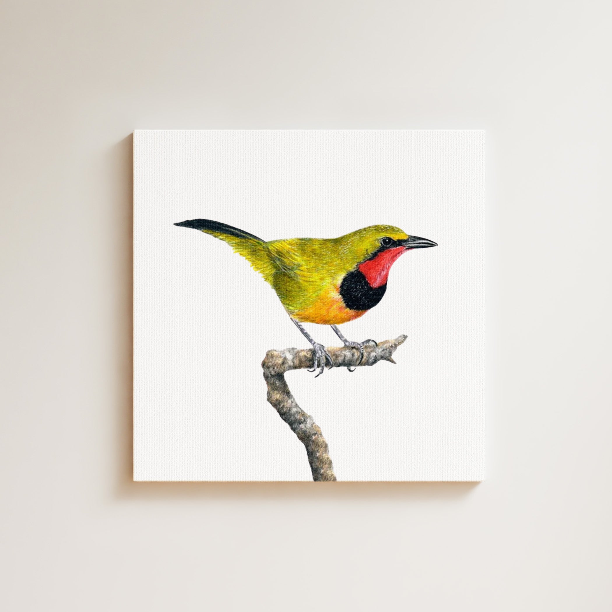 Gorgeous Bush Shrike drawing on canvas by South African wildlife artist Matthew Bell