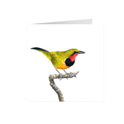 Gorgeous Bush Shrike Greeting Card - GBS