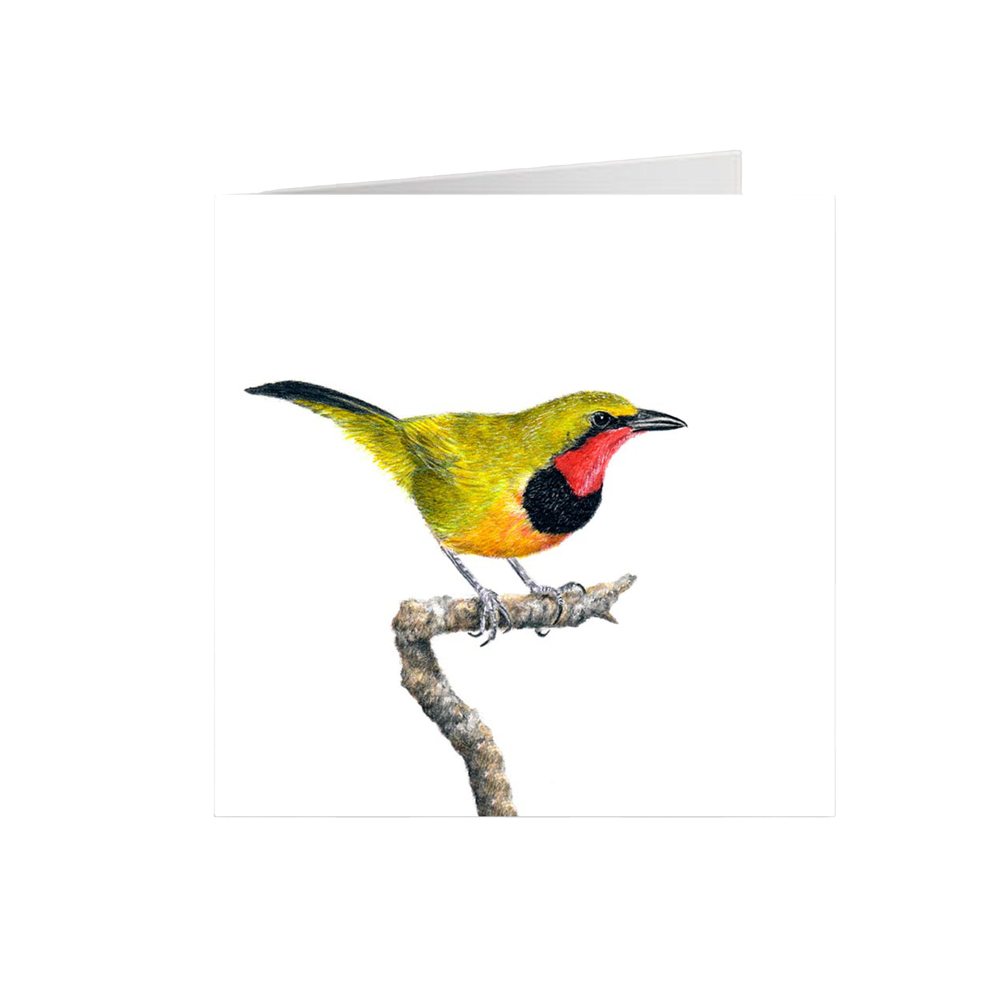 Gorgeous Bush Shrike Greeting Card - GBS