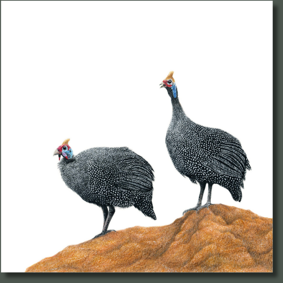 Guinea fowl canvas print stretched on wooden frame by wildlife artist Matthew Bell