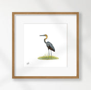 Goliath Heron - GH
