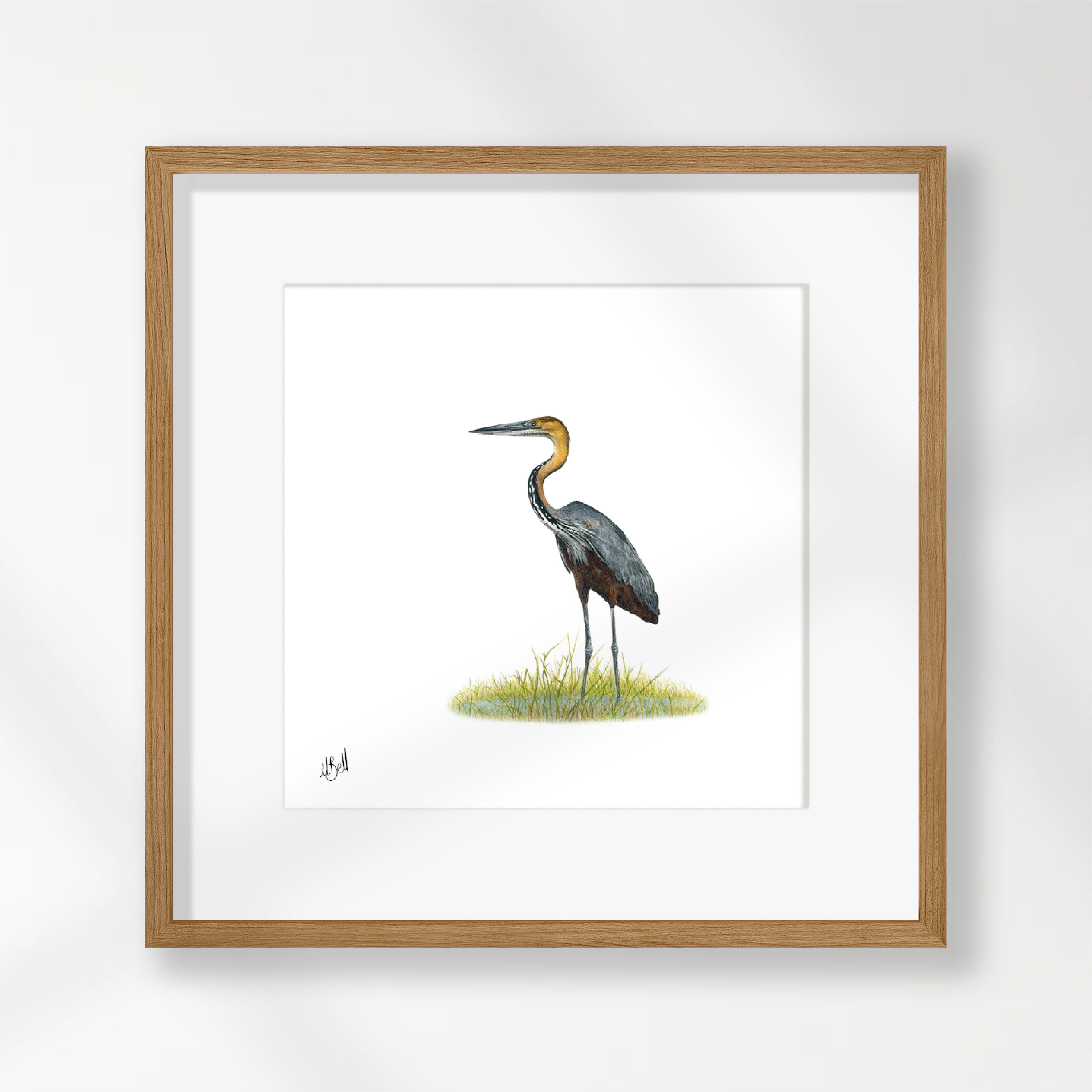 Goliath Heron - GH