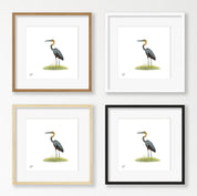 Goliath Heron - GH