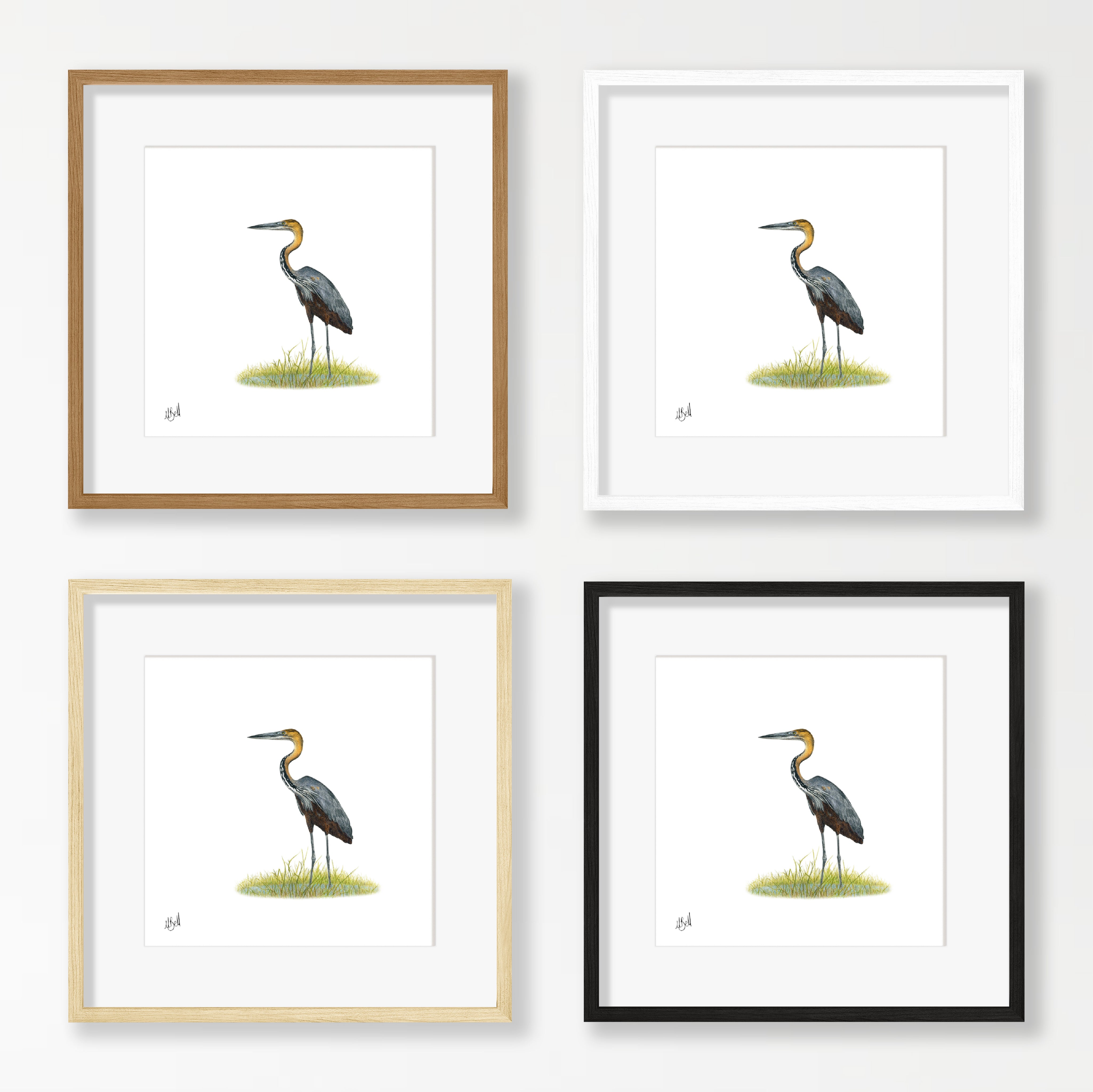 Goliath Heron - GH