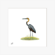 Goliath Heron - GH