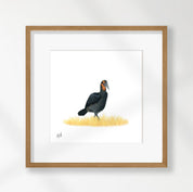 Ground Hornbill - GHB1