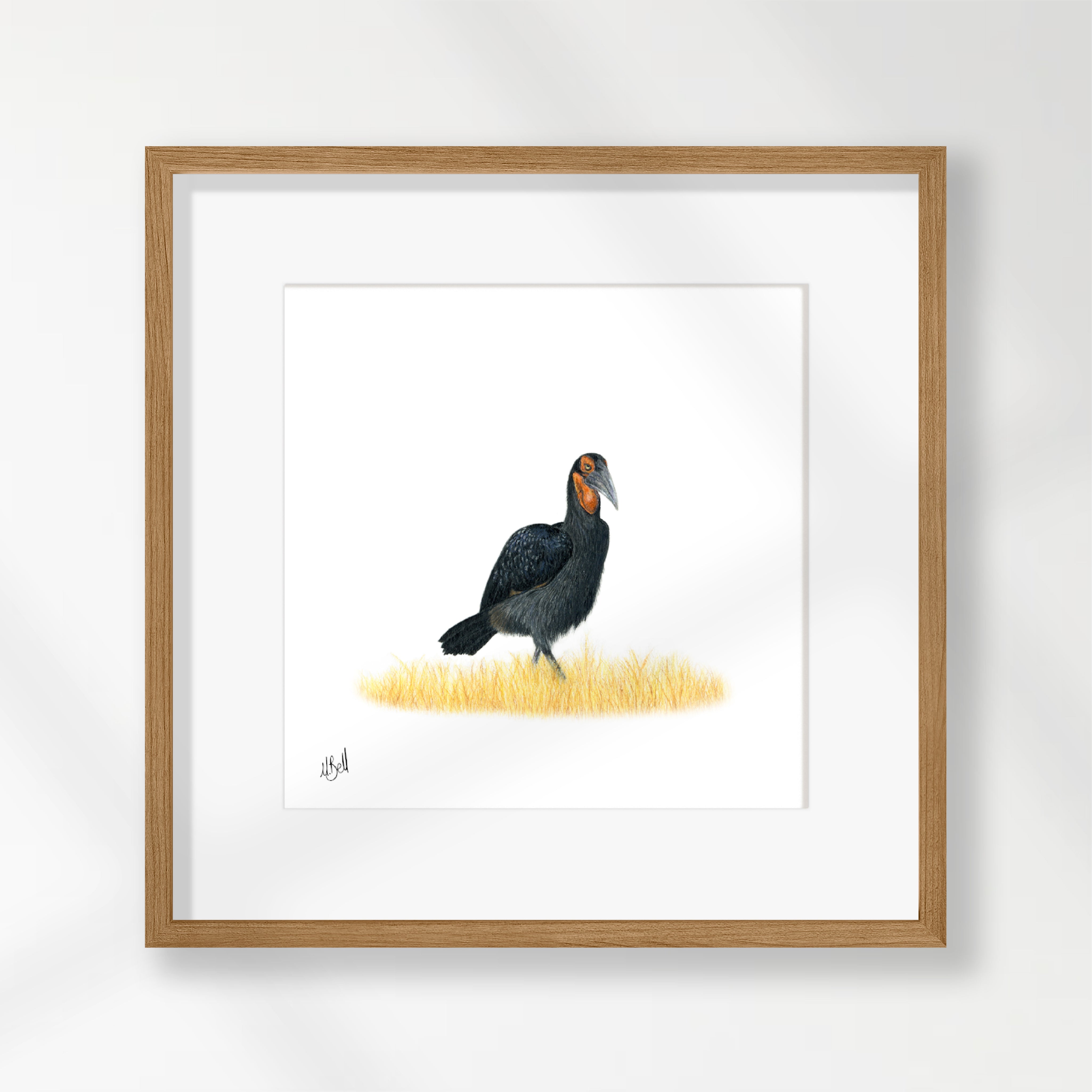Ground Hornbill - GHB1