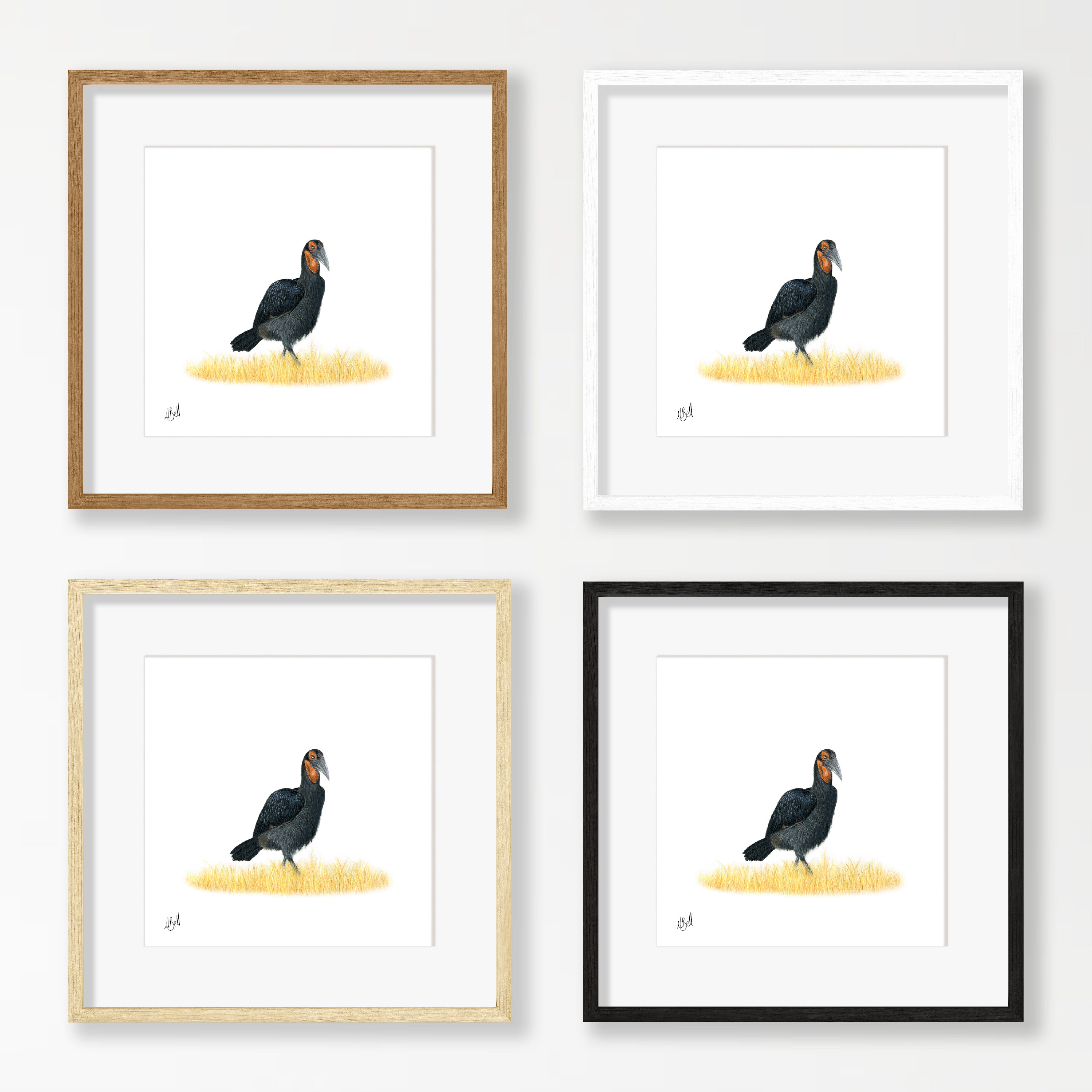 Ground Hornbill - GHB1