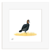 Ground Hornbill - GHB1