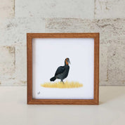 Ground Hornbill - GHB1
