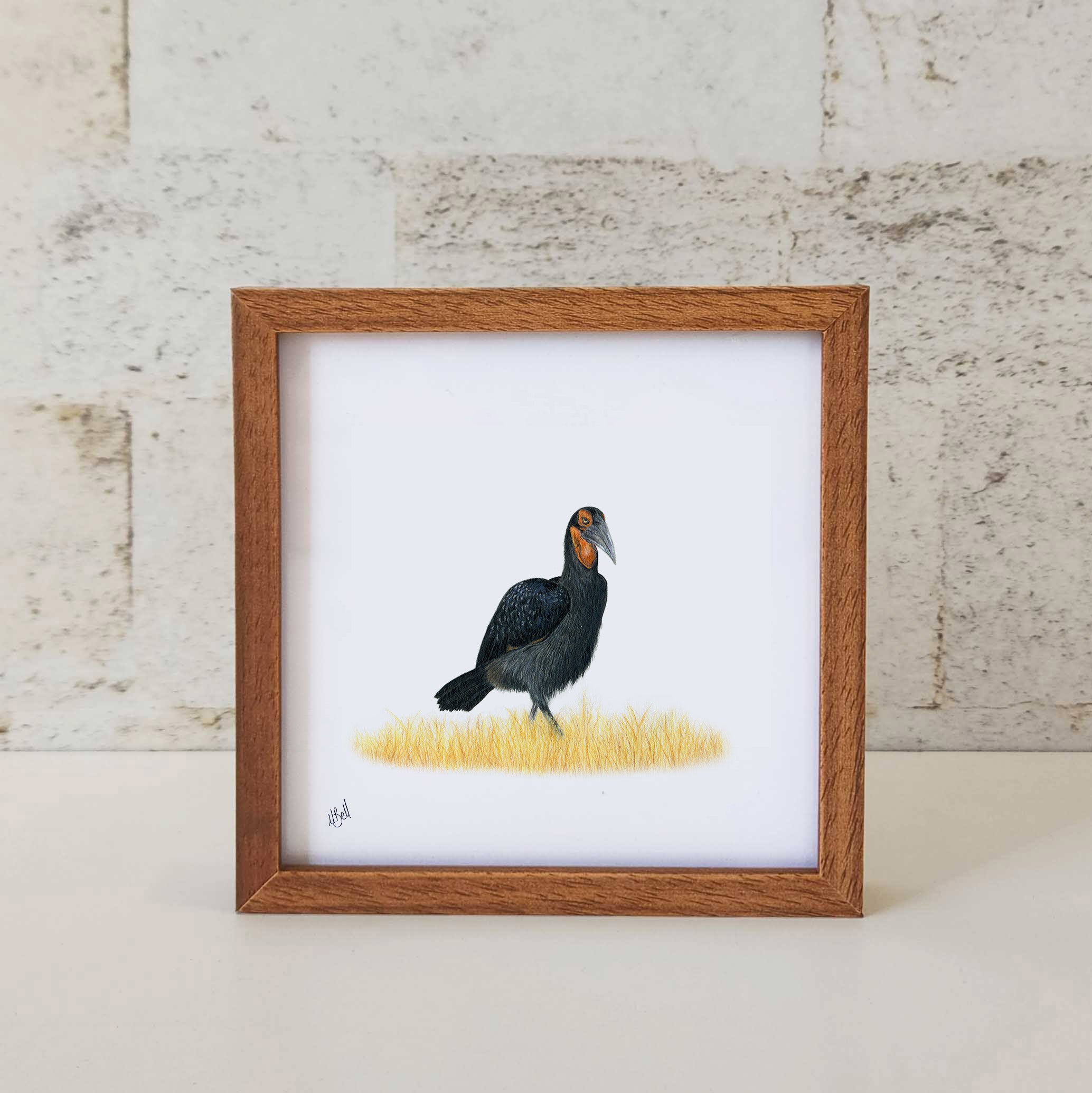 Ground Hornbill - GHB1