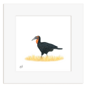 Ground Hornbill - GHB2