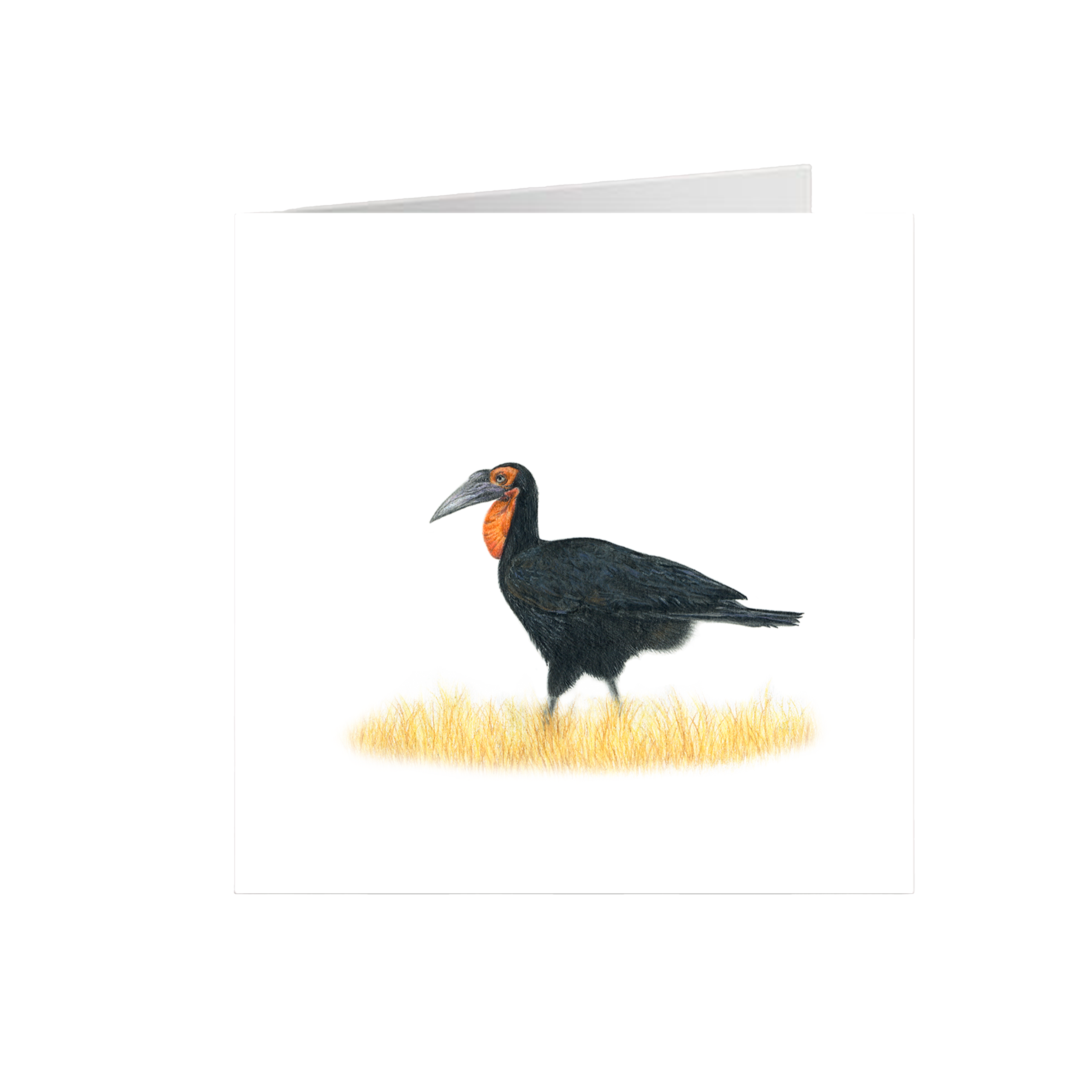 Ground Hornbill Greeting Card - GHB2