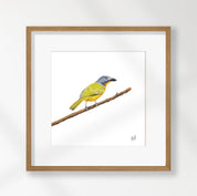 Grey Headed Bush Shrike - GHBS