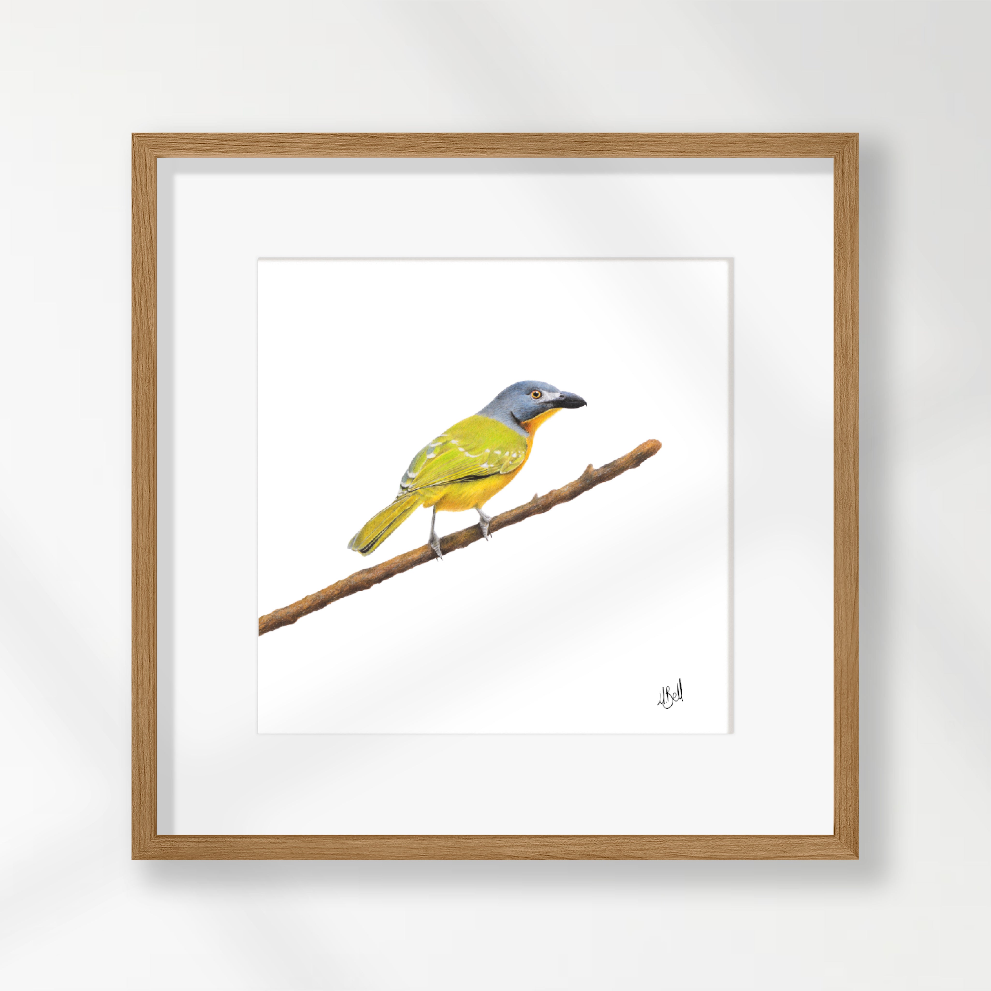 Grey Headed Bush Shrike - GHBS